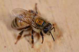 Exposure to neonic pesticides results in early death for honeybee workers and queens