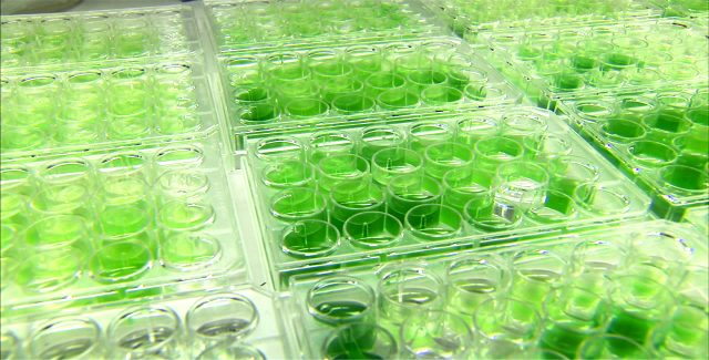 Algae cultivation technique could advance biofuels